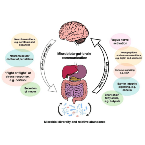 Gut-brain connection and digestion